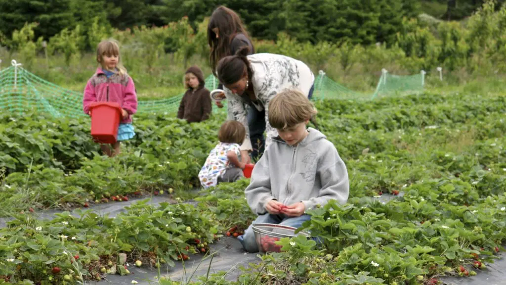 berry picking, Valley Flora Farm, Langlois, Oregon