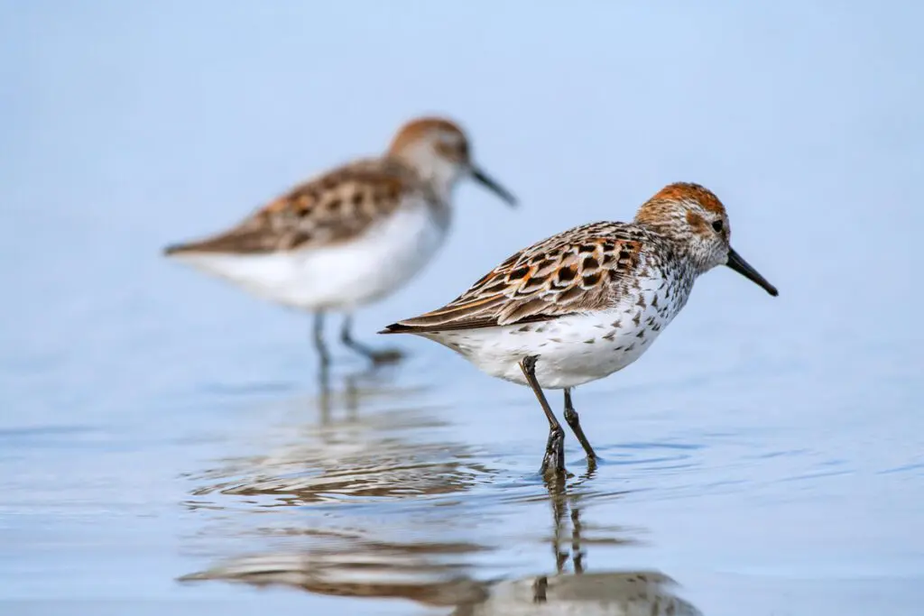 western sandpipers in water