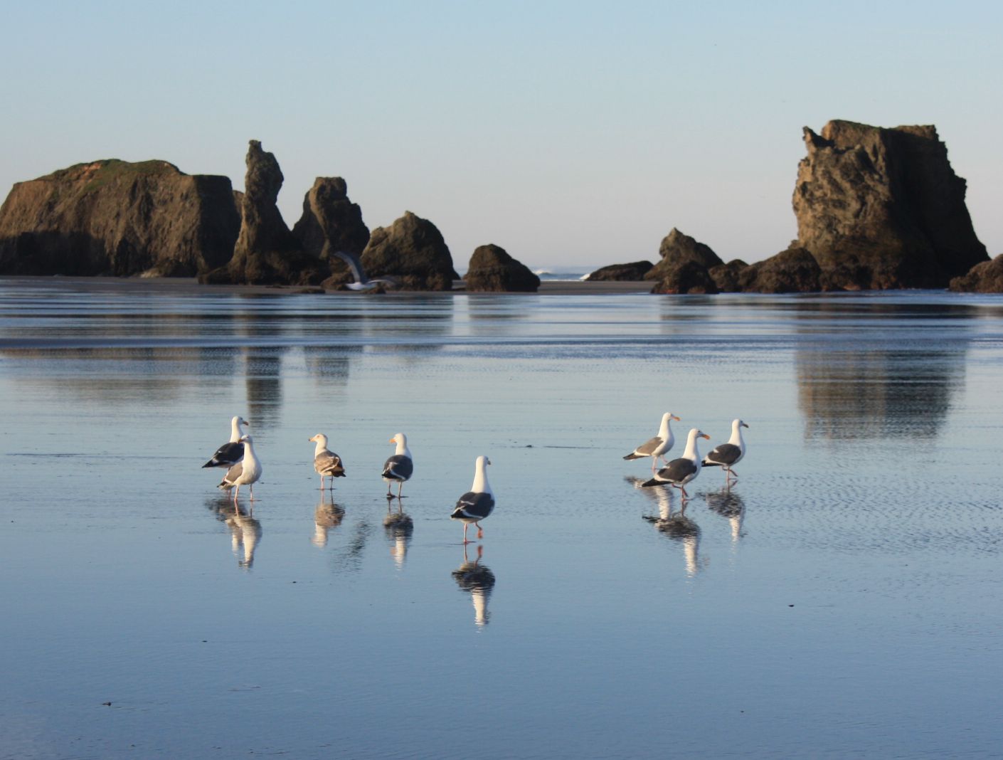 Sea Gulls on the Beach