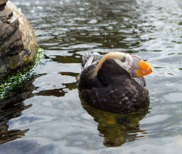 birding wildlife bandon oregon