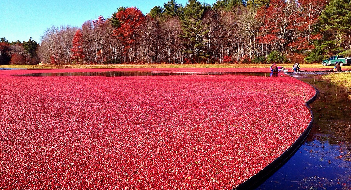 Bandon Cranberry Festival September Annual Harvest Festival