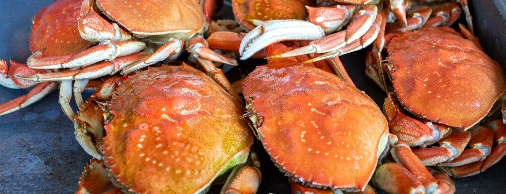 Dimock_Steve_20180901_00344 crab_1024x393